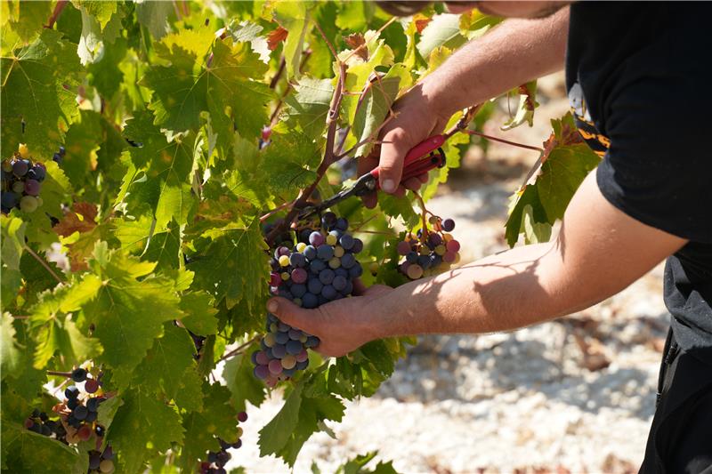 Person harvesting grapes from a vine with pruning shears.