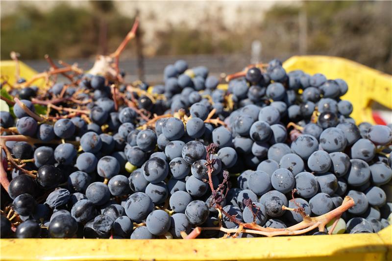 Handpicked ripe grapes used for premium beverage production